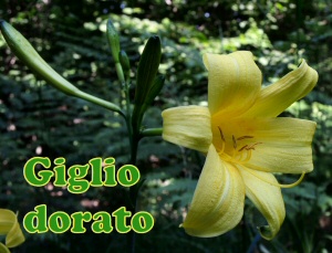 insetto